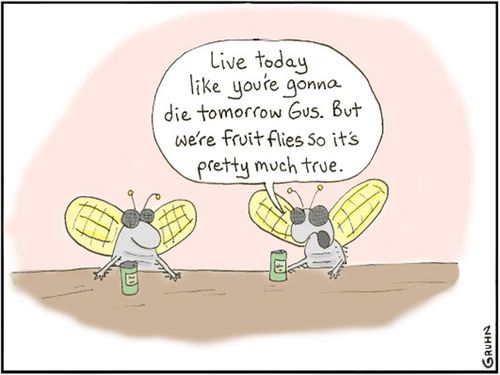 'Live today like you're gonna die tomorrow Gus. But we're fruit flies so it's pretty much true.'