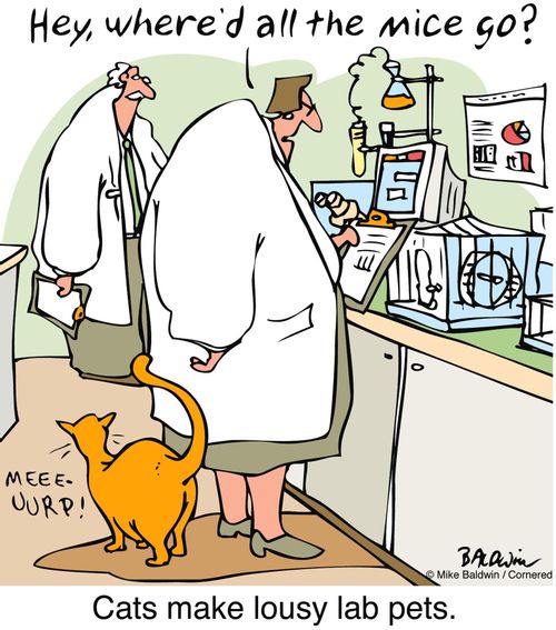 Cats make lousy lab pets.