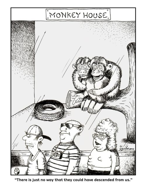 Monkey House: "There is just no way that they could have descended from us."