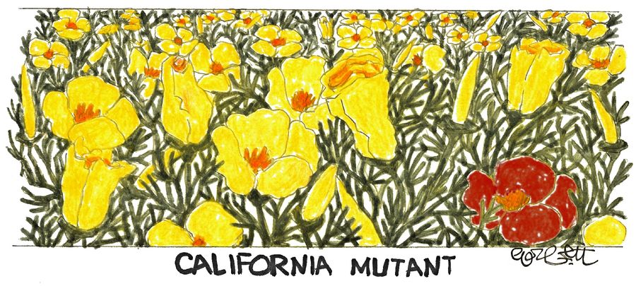 California Mutant...(Field of California Poppies with 1 RED poppy.)