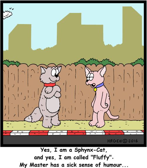 Yes, I am a Sphynx-Cat, and yes, I am called "Fluffy". My Master has a sick sense of humour...