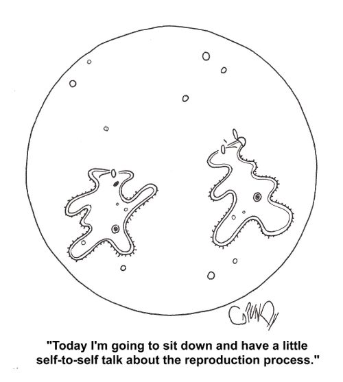 Amoeba: 'Today I'm going to sit down and have a little self-to-self talk about the reproduction process.'