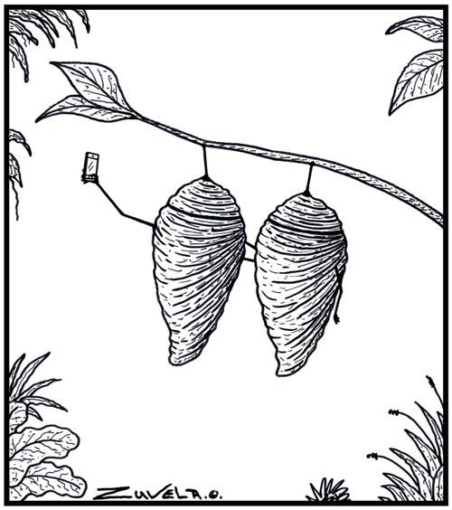 Two Cocoons taking a Selfie.