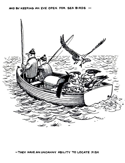 The Sea Angler: And by keeping an open for sea birds - they have an uncanny ability to locate fish.