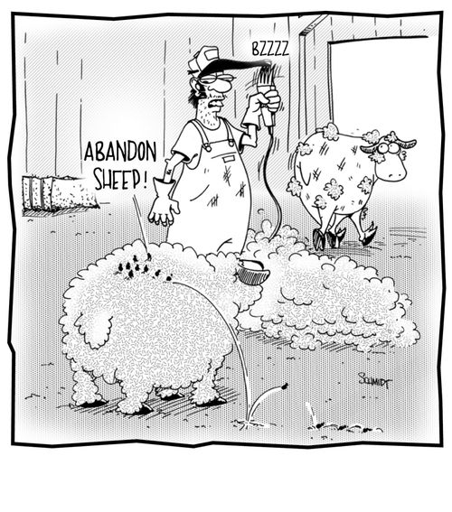 'Abandon Sheep.'