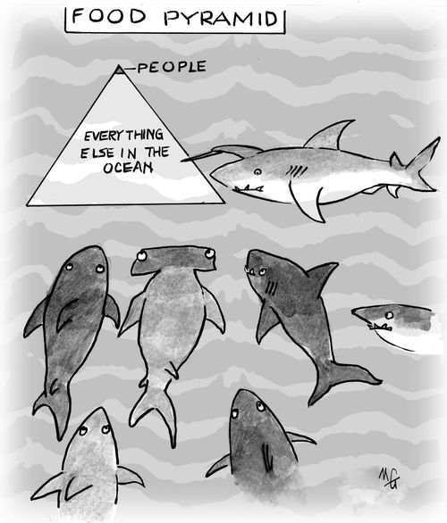 Shark food pyramid.