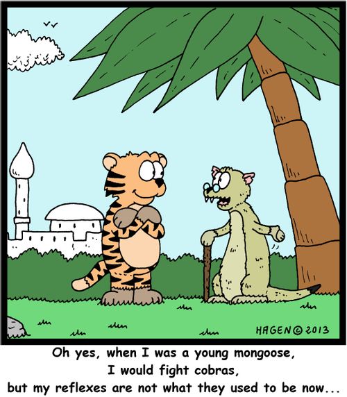 'Oh yes, when I was a young mongoose, I would fight cobras, but my reflexes are not what they used to be now...'