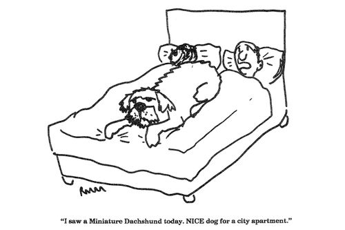 'I saw a Miniature Dachshund today.  NICE dog for a city apartment.'