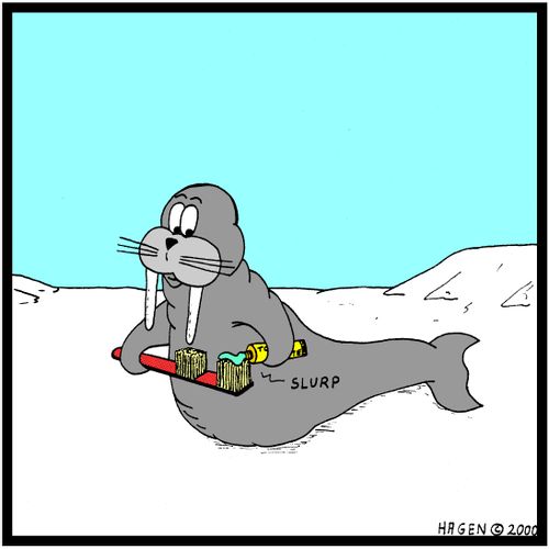 Walrus brushing its teeth.