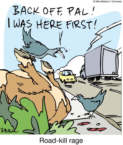 Road-kill rage.
