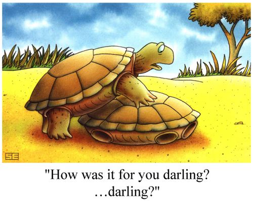 Turtles having sex "How was it for you darling?...darling..."