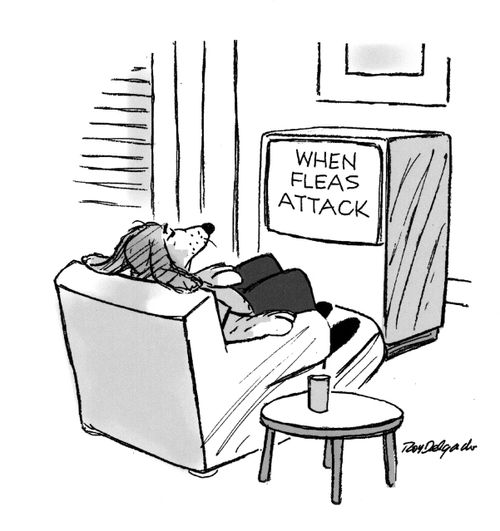 When fleas attack.