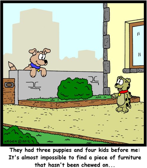 'They had three puppies and four kids before me: It's almost impossible to find a piece of furniture that hasn't been chewed on...'