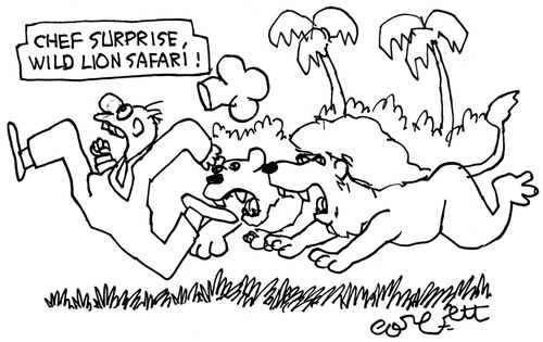 Chef Surprise, Wild Lion Safari!