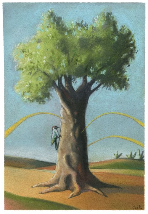 Olive Tree
