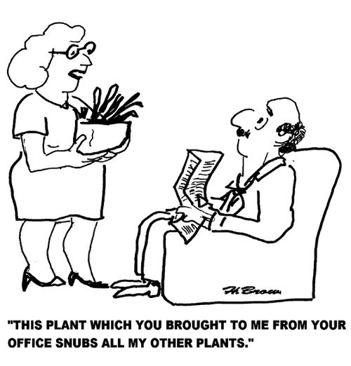 'This plant which you brought to me from your office snubs all my other plants.'