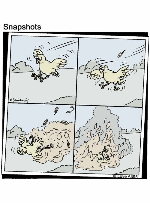 Bird