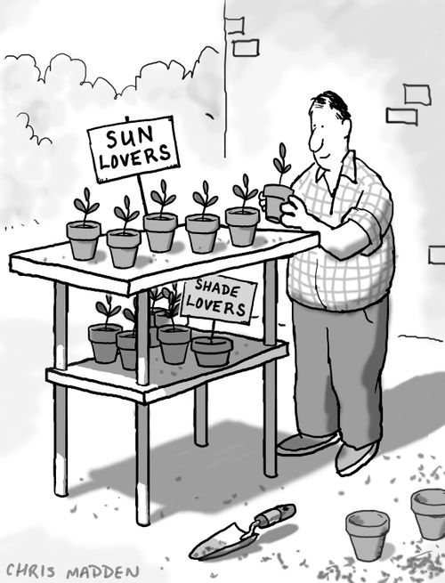 A gardener potting up sun loving and shade loving seedlings.