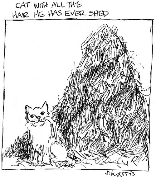 Cat with all the hair he has ever shed.