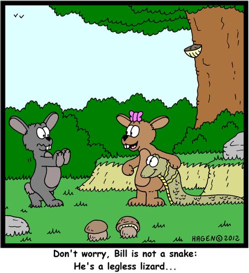 'Don't worry, Bill is not a snake: He's a legless lizard...'