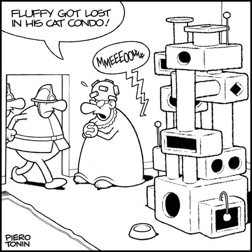 'Fluffy got lost in his cat condo!'