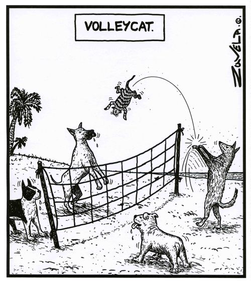 Volleycat.
