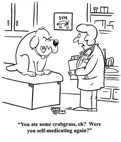 Vet to angry-looking dog: 'You ate some crabgrass, eh? Were you self-medicating again?'