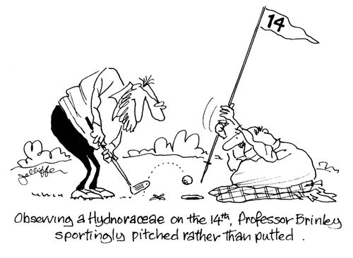 Observing a hydnoraceae on the 14th, Professor Brinley sportingly pitched rather than putted.