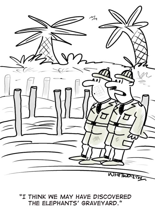 'I think we may have discovered the elephants' graveyard.'
