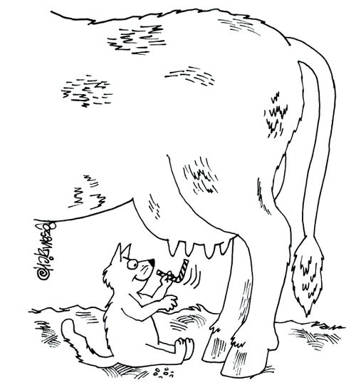 Cat with straw under cow.