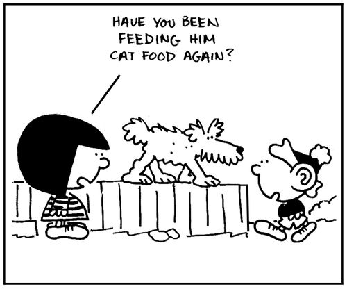 'Have you been feeding him cat food again?'