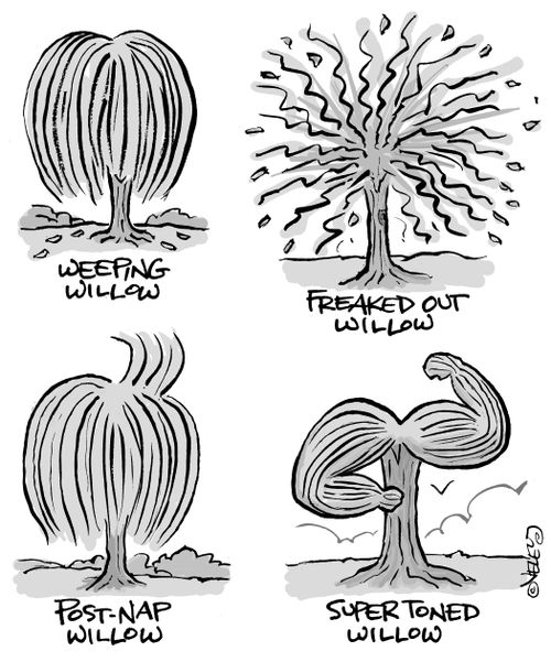 Types of Willow Trees: Weeping, Freaked Out, Post-Nap and Super-Toned.