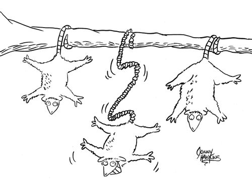 Possum bungee jumping from branch with bungee tail.