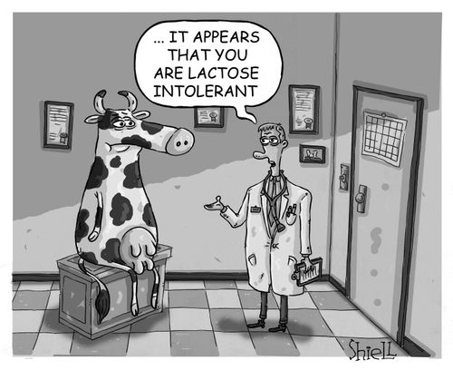 Lactose Intolerant Cow.