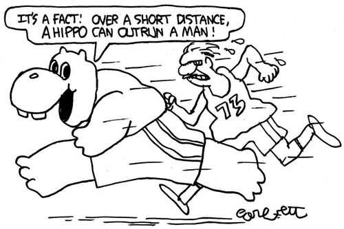 'It's a fact! Over a short distance, a Hippo can outrun a man!'