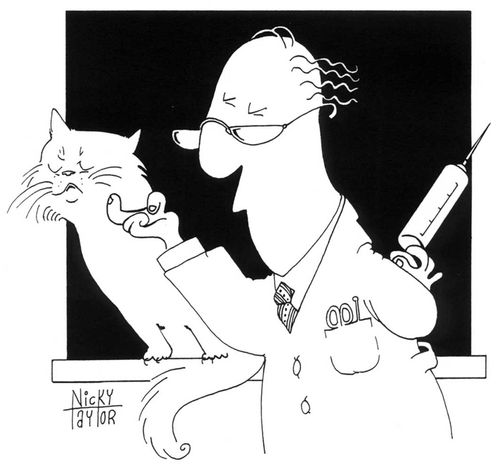 Cat about to get an injection from a vet.