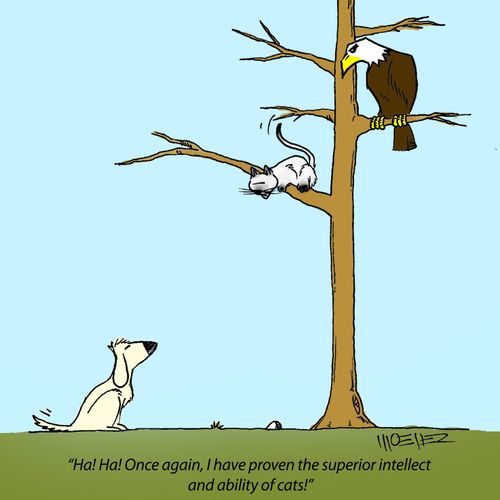 'Ha! Ha! Once again, I have proven the superior intellect and ability of cats!'