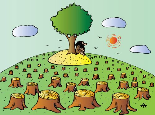 Island Tree Admist Deforestation