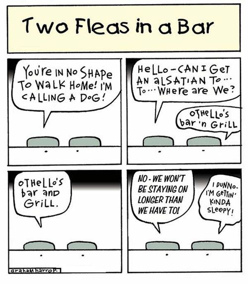 Two Fleas in a Bar