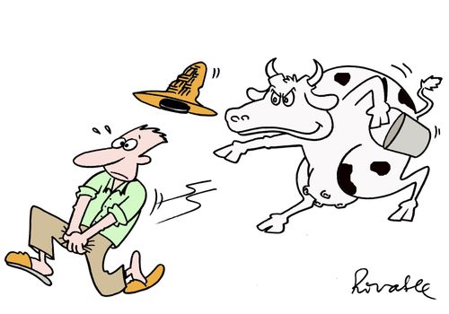 Bull chases farmer after being milked.