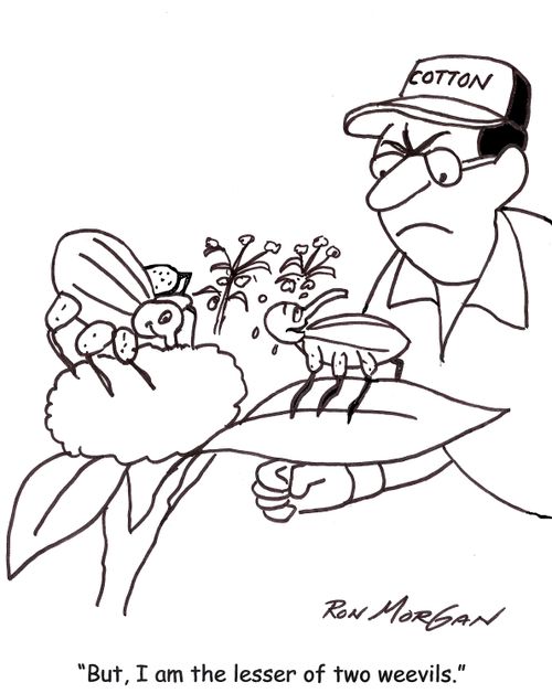 'But, I am the lesser of two weevils.'