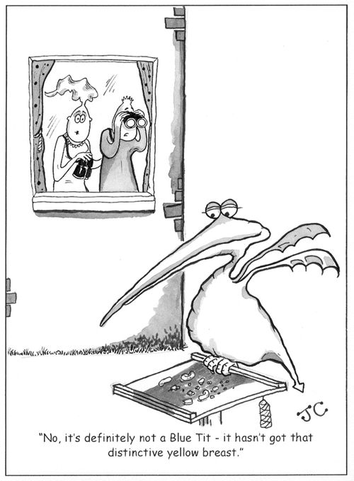 'No, it's definitely not a Blue Tit - it hasn't got that distinctive yellow breast.'