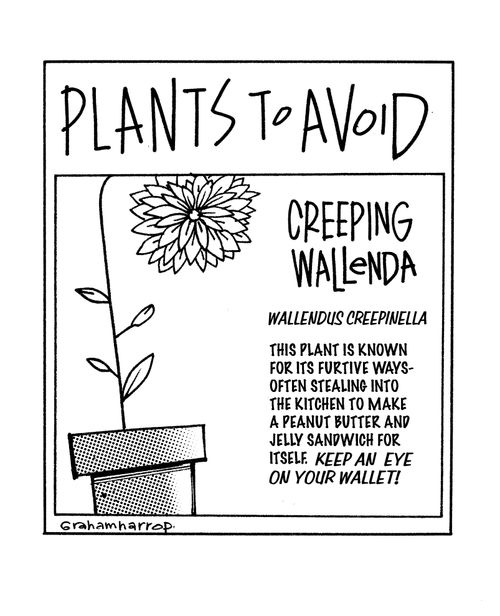 Plants to Avoid - Creeping Wallenda