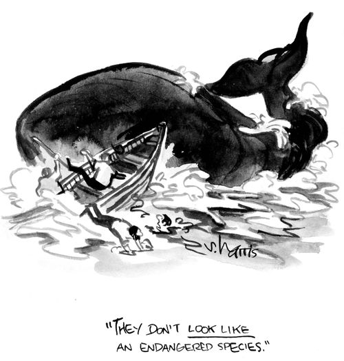 "They don't look like an endangered species."