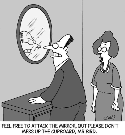 'Feel free to attack the mirror, but please, don't mess up the cupboard again, Mr Bird.'