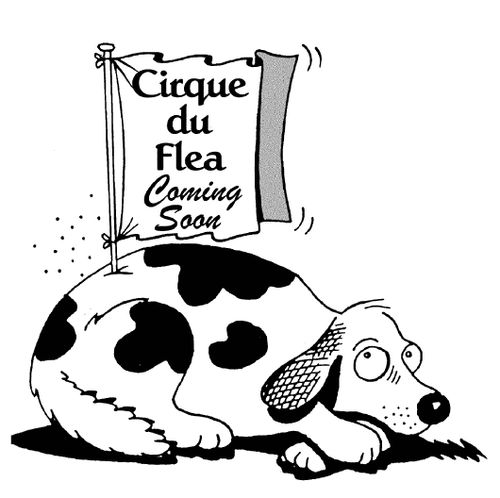 Cirque du Flea...coming soon.