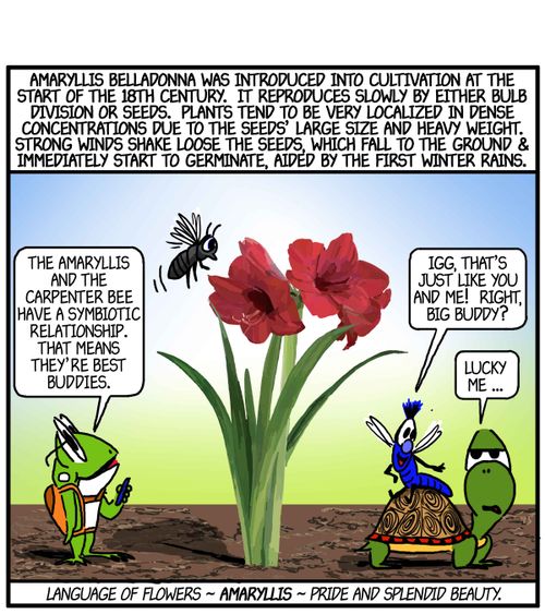 'The Amaryllis and the carpenter bee have a symbiotic relationship. That means they're best buddies.'