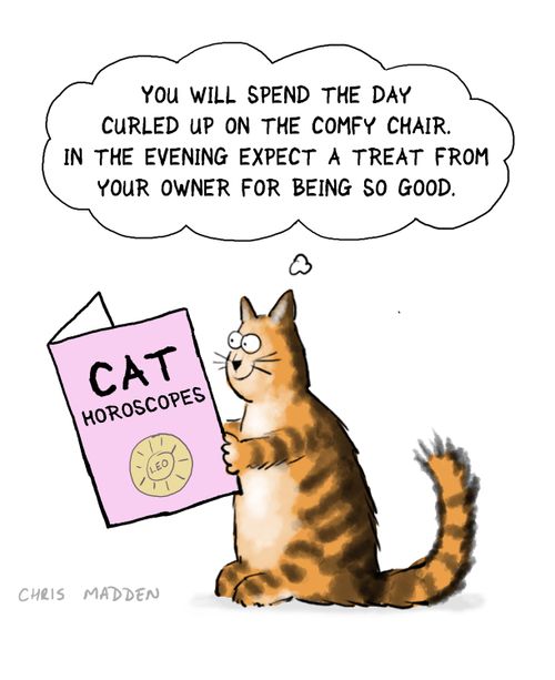 Cat Horoscopes: 'You will spend the day curled up on the comfy chair. In the evening expect a treat from your owner for being so good.'