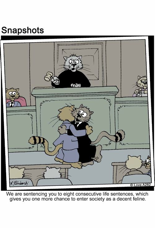 'We are sentencing you to eight consecutive life sentences, which gives you one more chance to enter society as a decent feline.'
