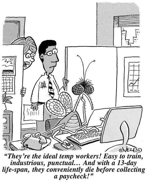 'They're the ideal temp workers! Easy to train, industrious, punctual... And with a thirteen-day life-span, they conveniently die before collecting a paycheck!'